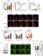 CD54 (ICAM-1) Antibody in Flow Cytometry (Flow)