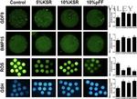 BMP-15 Antibody in Immunocytochemistry (ICC/IF)