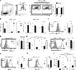 CD326 (EpCAM) Antibody in Flow Cytometry (Flow)