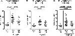 CD45R (B220) Antibody in Immunohistochemistry (Paraffin) (IHC (P))