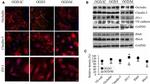 VE-cadherin Antibody in Western Blot (WB)