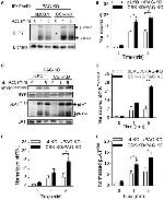 FceR1 alpha Antibody in Western Blot (WB)