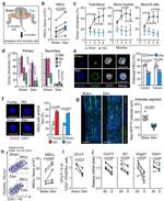 CD51 (Integrin alpha V) Antibody in Flow Cytometry (Flow)