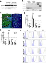 CD5 Antibody in Flow Cytometry (Flow)