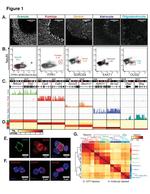 SorCS3 Antibody in Flow Cytometry (Flow)