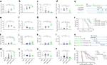 CD4 Antibody in Flow Cytometry (Flow)