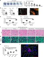 CCL3 Antibody in Immunohistochemistry (IHC)