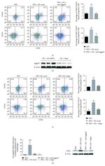 HES1 Antibody in Western Blot (WB)