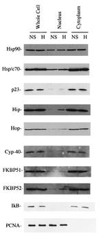 Cyclophilin 40 Antibody in Western Blot (WB)