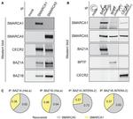 CECR2 Antibody in Immunoprecipitation (IP)