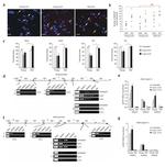 HDAC1 Antibody in ChIP Assay (ChIP)