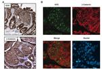 beta Catenin Antibody in Immunocytochemistry (ICC/IF)