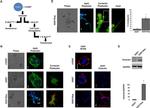 GAPDH Antibody in Western Blot (WB)