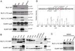 GFP Antibody in Western Blot (WB)