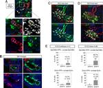 CD326 (EpCAM) Antibody in Flow Cytometry (Flow)