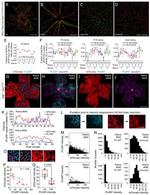 Claudin 5 Monoclonal Antibody (4C3C2), Alexa Fluor™ 488 (352588)