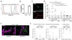 VEGF Receptor 3 Antibody in Immunohistochemistry, Flow Cytometry (IHC, Flow)