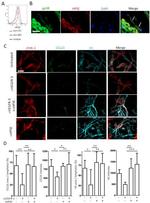 CD31 (PECAM-1) Antibody in Flow Cytometry (Flow)