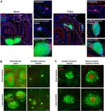 CD45R Antibody in Immunohistochemistry (IHC)