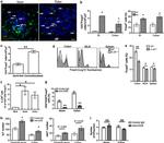 CD45R Antibody in Immunohistochemistry (IHC)