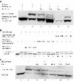 NEDD8 Antibody in Western Blot (WB)