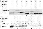 NEDD8 Antibody in Western Blot (WB)