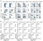 CD5 Antibody in Flow Cytometry (Flow)