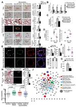 PCNA Antibody in Immunohistochemistry (IHC)