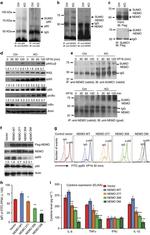 IL-1 beta Antibody in ELISA (ELISA)