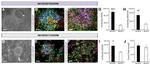 ZO-1 Antibody in Immunocytochemistry (ICC/IF)