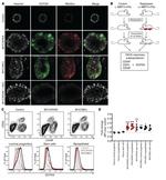 CD24 Antibody in Flow Cytometry (Flow)