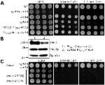 VMA2 Antibody in Western Blot (WB)