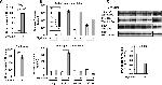 VMA2 Antibody in Western Blot (WB)