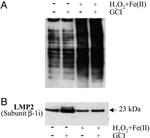 PSMB9 Antibody in Western Blot (WB)