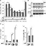 ITGA4 Antibody in Western Blot (WB)