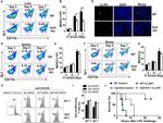 CD3e Antibody in Flow Cytometry (Flow)