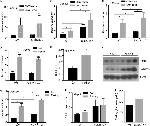 HNF4A Antibody in Western Blot (WB)