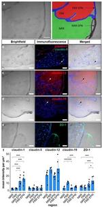 Claudin 5 Monoclonal Antibody (4C3C2), Alexa Fluor™ 488 (352588)