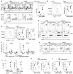 IL-13 Antibody in Flow Cytometry (Flow)