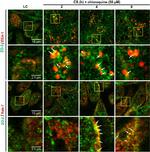 ZO-2 Antibody in Immunocytochemistry (ICC/IF)