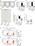 CD4 Antibody in Flow Cytometry (Flow)