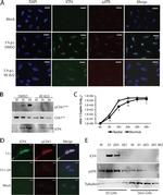 Phospho-ATR (Ser428) Antibody in Immunocytochemistry (ICC/IF)