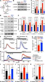 SREBP1 Antibody in Western Blot (WB)