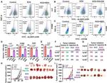 CD166 Antibody in Flow Cytometry (Flow)