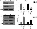 TPM3 Antibody in Western Blot (WB)