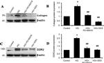 Collagen I Antibody in Western Blot (WB)