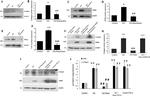 Collagen I Antibody in Western Blot (WB)