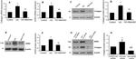 Collagen I Antibody in Western Blot (WB)