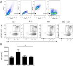 Phospho-STAT3 (Ser727) Antibody in Immunocytochemistry, Flow Cytometry (ICC/IF, Flow)