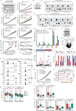 FOXA1 Antibody in Western Blot, Immunoprecipitation (WB, IP)